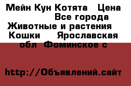 Мейн Кун Котята › Цена ­ 15 000 - Все города Животные и растения » Кошки   . Ярославская обл.,Фоминское с.